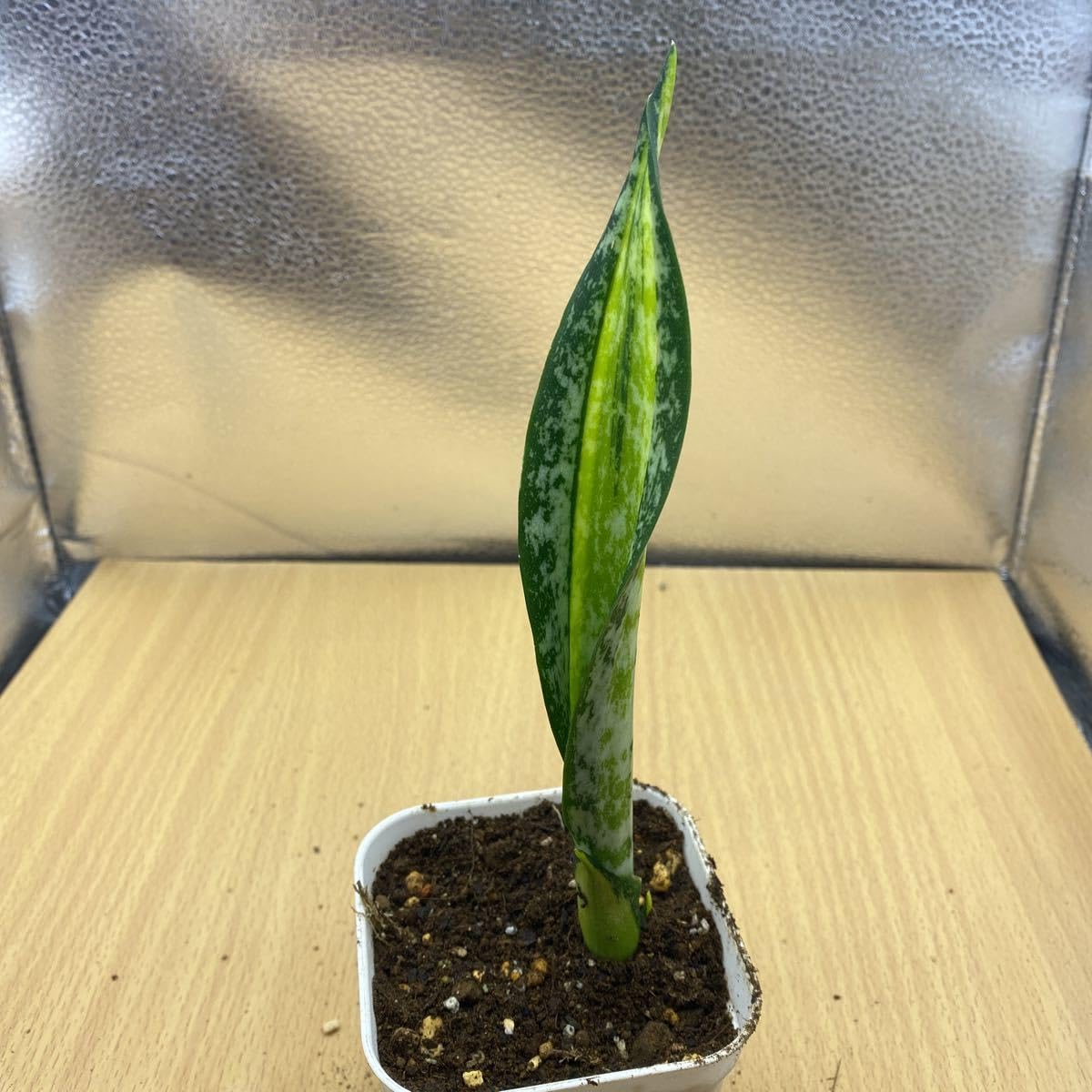 Amazon.co.jp: サンスベリア カリフォルニア SANSEVIERIA TRIFASCIATA